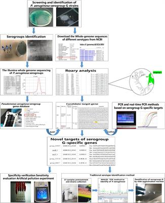 Detection of Pseudomonas aeruginosa Serogroup G Using Real-Time PCR for Novel Target Genes Identified Through Comparative Genomics